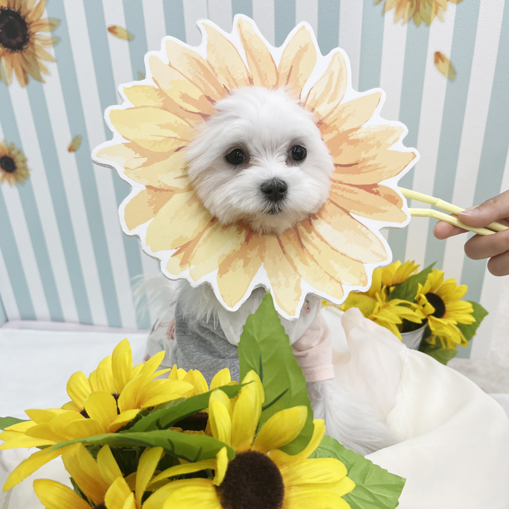 生徒とモデル犬の写真撮影会②
